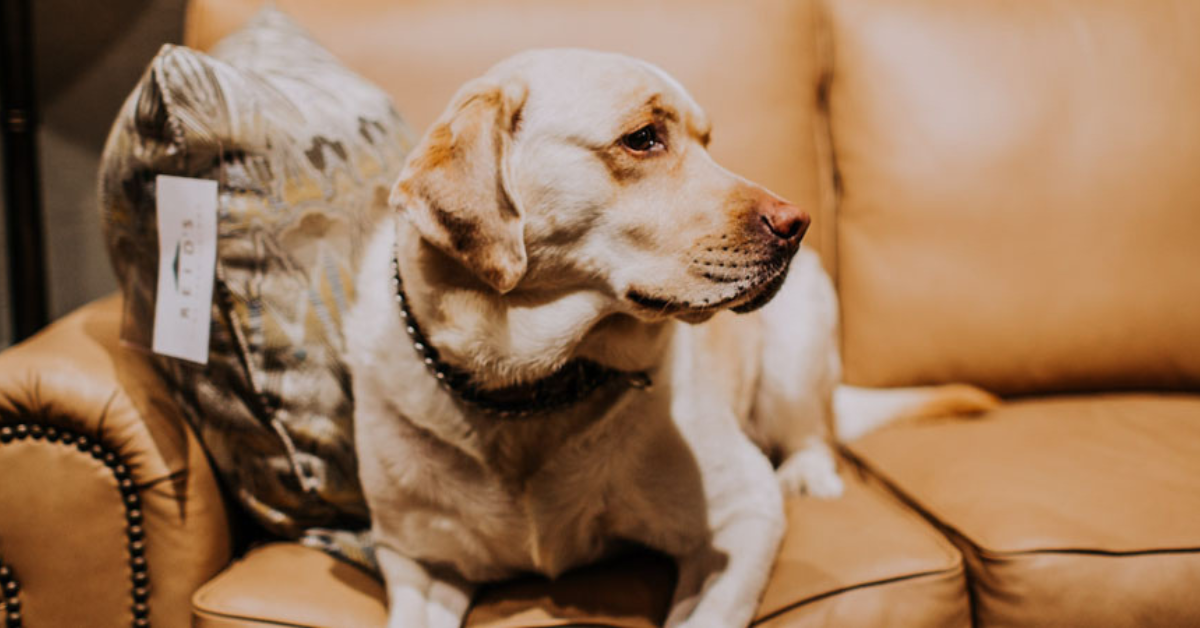 A dog laying on top of a couch and leaning on a pillow