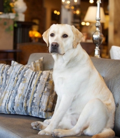 A dog sitting on a couch with two pillows next to it inside of the Roanoke Showroom for Reid's Fine Furnishings